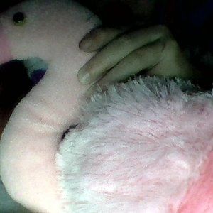 guts book and flamingo